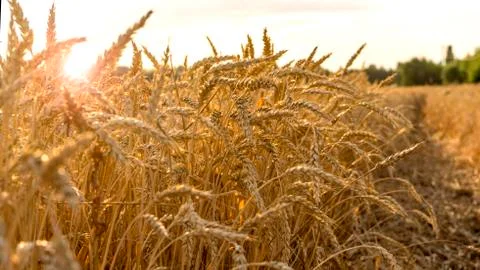 Wheat field on the background of the setting sun Stock Photos