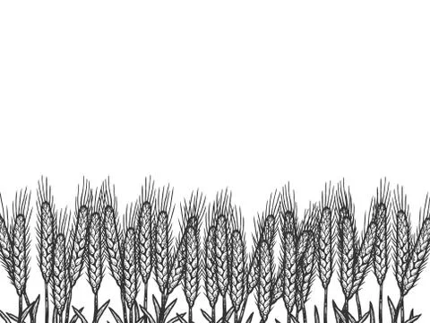 Wheat field, background. Sketch scratch board imitation color. Stock Illustration