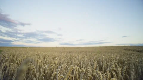 Wheat field background video. Stock Footage 247991942