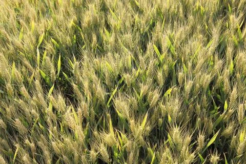 Wheat field in backlight Stock Photos