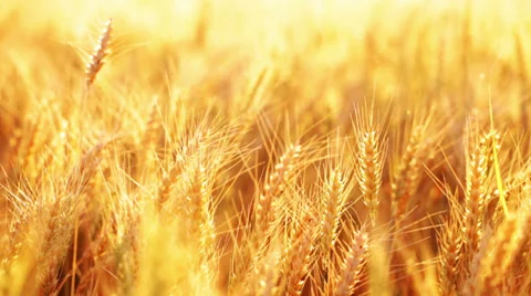 Wheat field backlit with sunset light, right pan Stock Footage 35840393