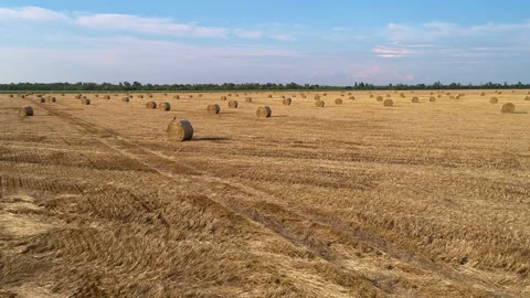 Wheat field with bales of straw after harvest against blue sky with clouds Stock Footage 233602596