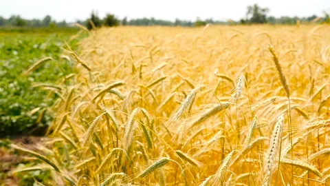 Wheat field with a beautiful background Video stock 86021231
