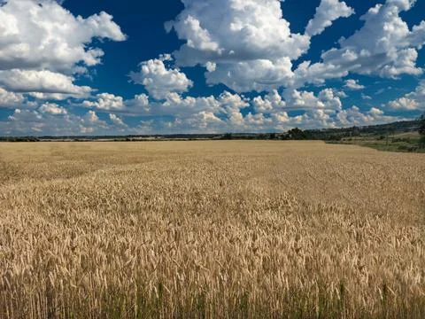 Wheat field, beautiful clouds in the sky Stock Photos