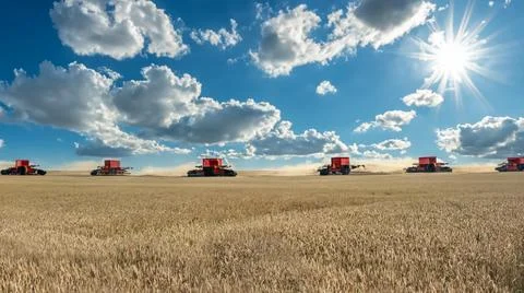 Wheat field, beautiful clouds in the sky Stock Photos