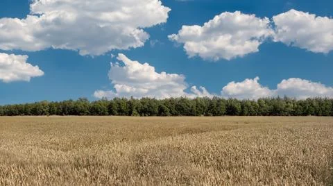 Wheat field, beautiful clouds in the sky Foto stock