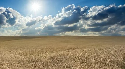 Wheat field, beautiful clouds in the sky Foto stock