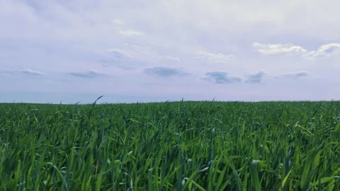 Wheat field Beautiful view of endless green agricultural field on cloudy spring  Vidéo 241225198
