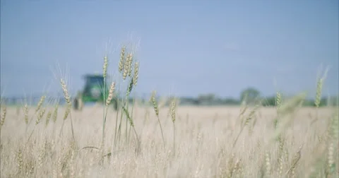 Wheat field being sprayed Stock-Footage 66815945