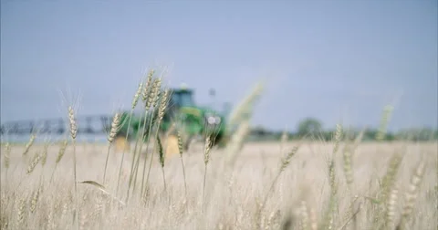 Wheat field being sprayed Vídeos de archivo 66816664