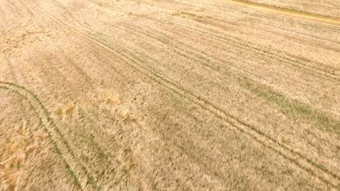 Wheat field with a bird's eye Stock-Footage 239497672