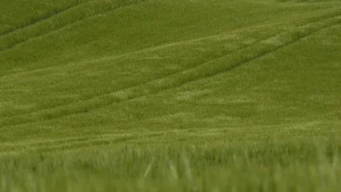 Wheat field blowing growing crops in England summer harvest UK 4K Stock Footage 110705083