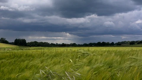 Wheat field blowing in the stormy wind England UK 4K Stock Footage 111033666