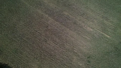 Wheat Field Blowing in the Wind in 4K Stock Footage 245439935