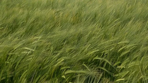 Wheat field blowing in the wind abstract background UK 4K Stockbeeldmateriaal 111035636