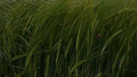 Wheat field blowing in the wind background close up UK 4K Video stock 111032897