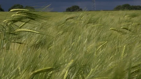 Wheat field blowing in the wind background UK 4K Video stock 111037131