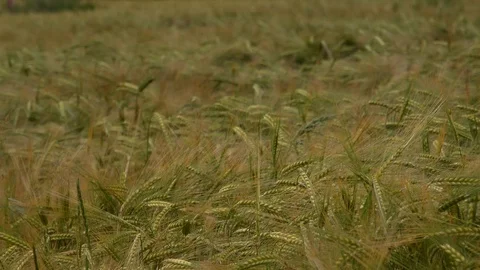 Wheat field blowing in the wind background UK 4K Stock Footage 111244725