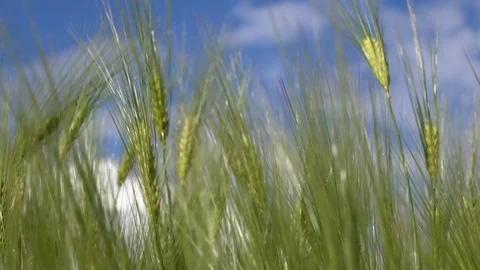 Wheat field blowing in the wind blue sky and clouds UK 4K Stock Footage 111225096