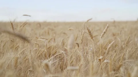 Wheat in a field blowing in the wind. Camera moving. Ukraine location Stock Footage 205680409