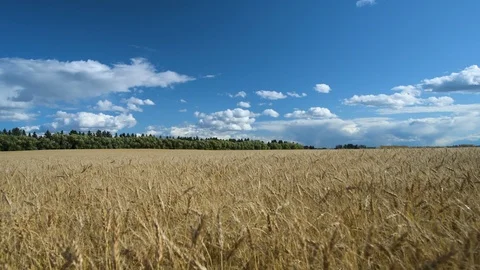 Wheat field blowing in the wind on a cloudy day Stock Footage 117972673