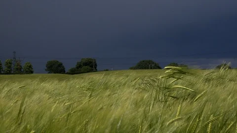 Wheat field blowing in the wind England countryside background UK 4K Stock Footage 111036699