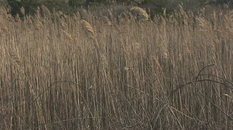 Wheat Field Blowing in the Wind Stock-Footage 363662