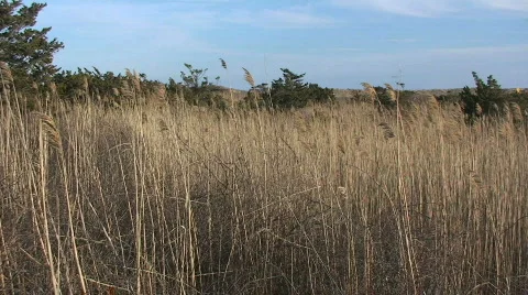 Wheat Field Blowing in the Wind Stock-Footage 363664