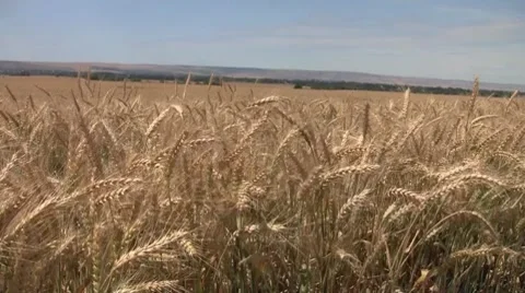 Wheat Field blowing in wind Video stock 8743166
