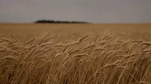 Wheat Field Blowing in the Wind 库存影片 52945470
