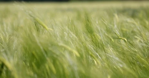 Wheat in a field blowing in the wind Stock Footage 109394904