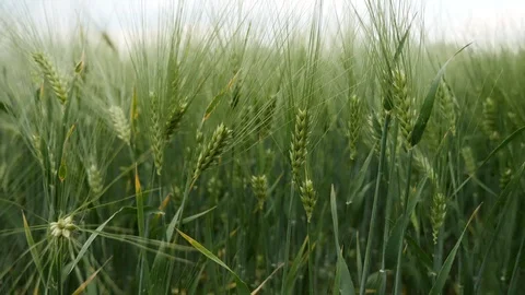 Wheat field blowing by the wind Stock Footage 116770754