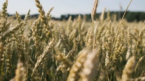 Wheat field blowing by the wind. Stock Footage 121205170