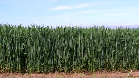Wheat Field Blowing In The Wind Stock-Footage 155068172