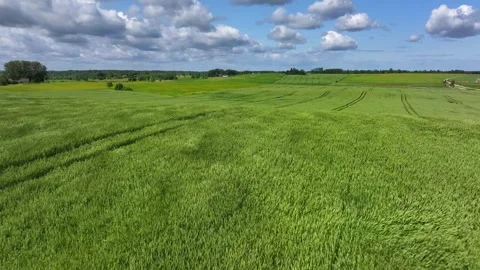 Wheat field blowing in the wind 스톡 동영상 321543682