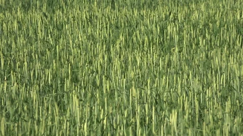 Wheat field blowing in wind green 4K 008 Stock Footage 51686920