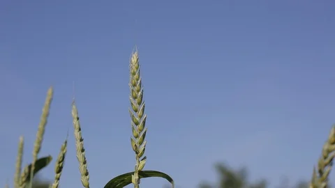 Wheat field blowing by the wind in the Po Valley Stock Footage 115268730