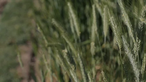 Wheat field blowing by the wind in the Po Valley Stock Footage 115268949