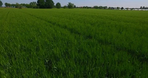 Wheat field blowing by the wind in the Po Valley Stock Footage 115269249