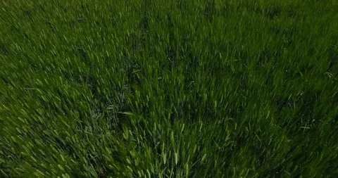 Wheat field blowing by the wind in the Po Valley Stock Footage 115269770