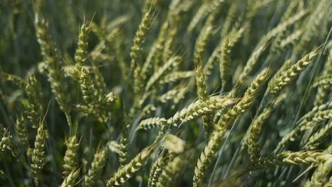 Wheat field blowing by the wind. Slow motion. 스톡 동영상 112196206