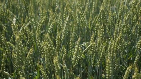 Wheat field blowing by the wind. Slow motion. Stock Footage 112196281