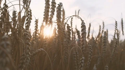Wheat field blowing by the wind. Slow motion. Stock Footage 120728803