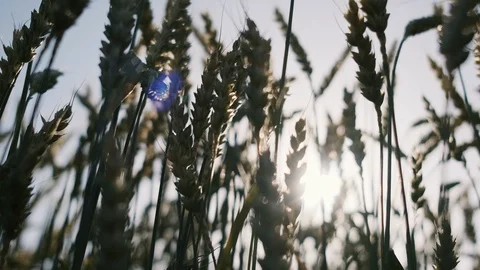Wheat field blowing by the wind. Slow motion. Stockbeeldmateriaal 121205147