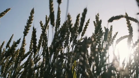 Wheat field blowing by the wind. Slow motion. Sunset. Stock Footage 121205155