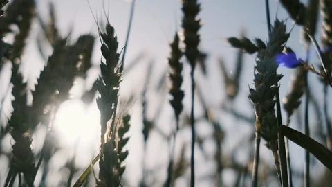 Wheat field blowing by the wind. Slow motion. Stock Footage 121205161