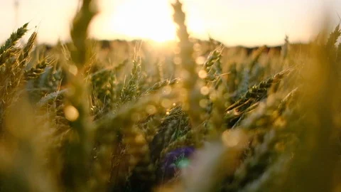 Wheat field blowing by the wind. Slow motion. Sunset. Stock Footage 121205338