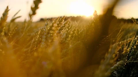 Wheat field blowing by the wind. Slow motion. Stockbeeldmateriaal 121205344