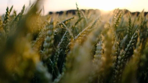 Wheat field blowing by the wind. Slow motion. Stock Footage 121205353