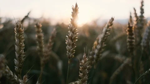 Wheat field blowing by the wind. Slow motion. Sunset. Video stock 121205389